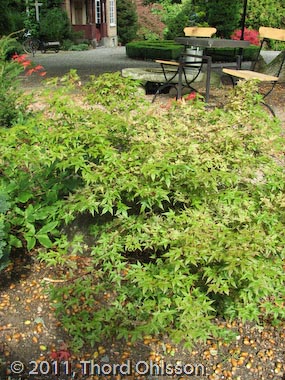 Acer palmatum 'Beni komachi'